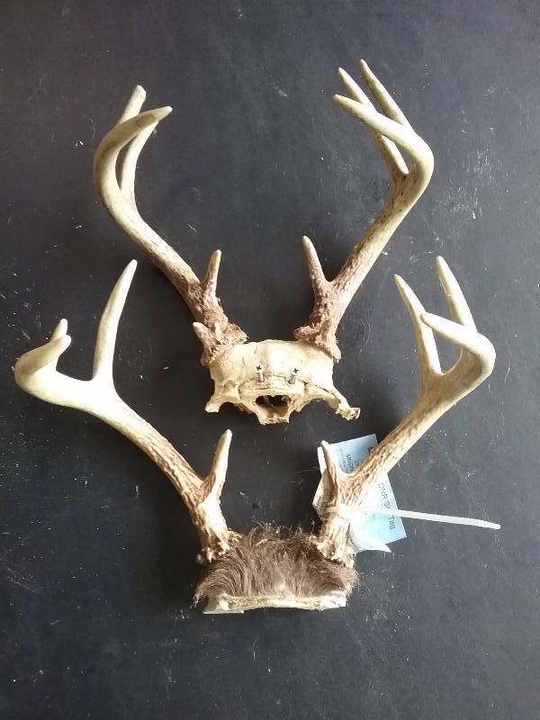 lot 69 image: Lot - Deer Antlers
