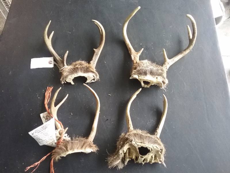 lot 70 image: Lot - Deer Antlers