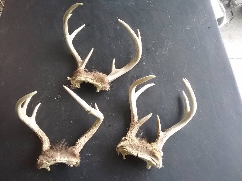 lot 71 image: Lot - Deer Antlers