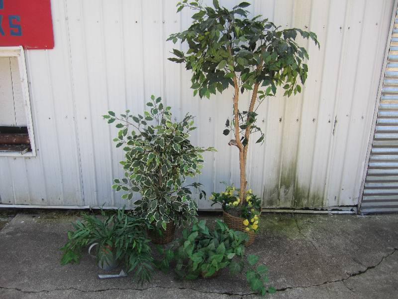 lot 184 image: Lot of 4 Fake Plants Tallest is 6 f...