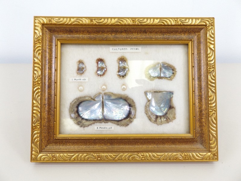 lot 32 image: Framed Life Cycle of a Cultured Pearl