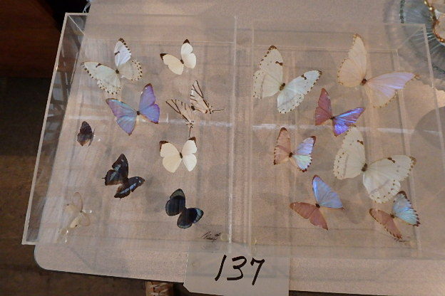 lot 137 image: Pair of Lucite Butterfly Displays