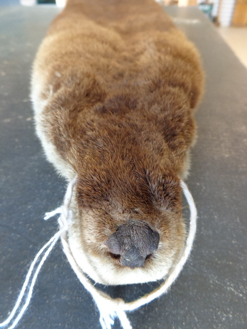 lot 146 image: Otter Pelt