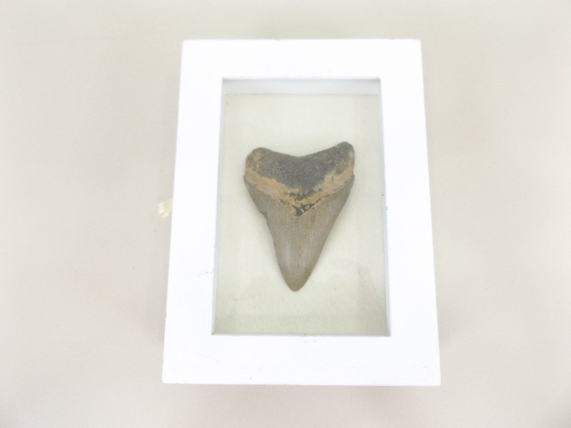 Large Meglodon Shark Tooth in Display Case