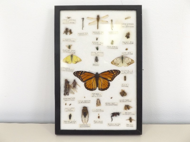Vintage Bug Collection in Display Case
