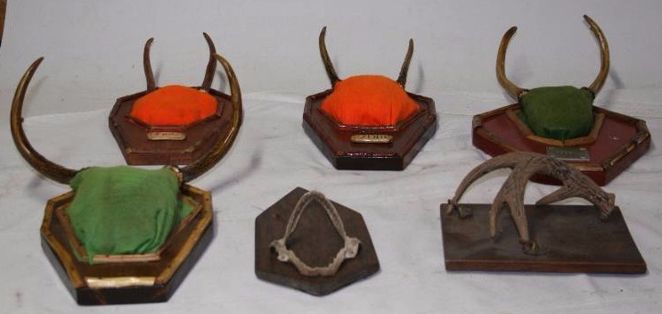Wall Mounted Animal Parts