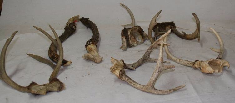Deer Horns