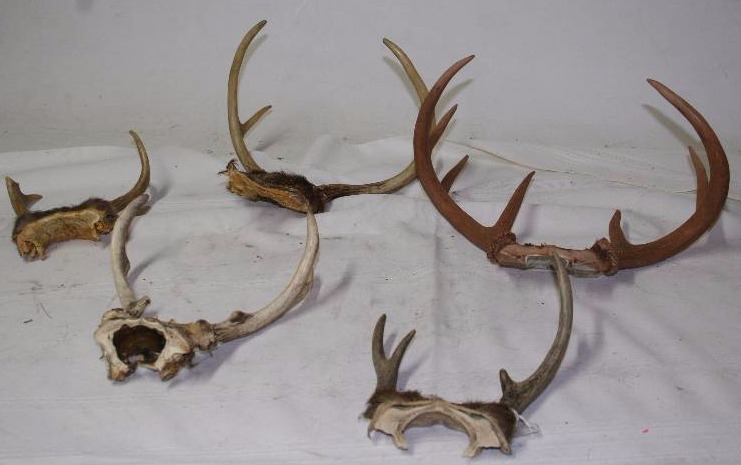 Deer Horns