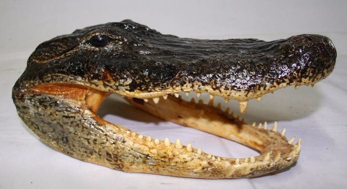 Alligator Head