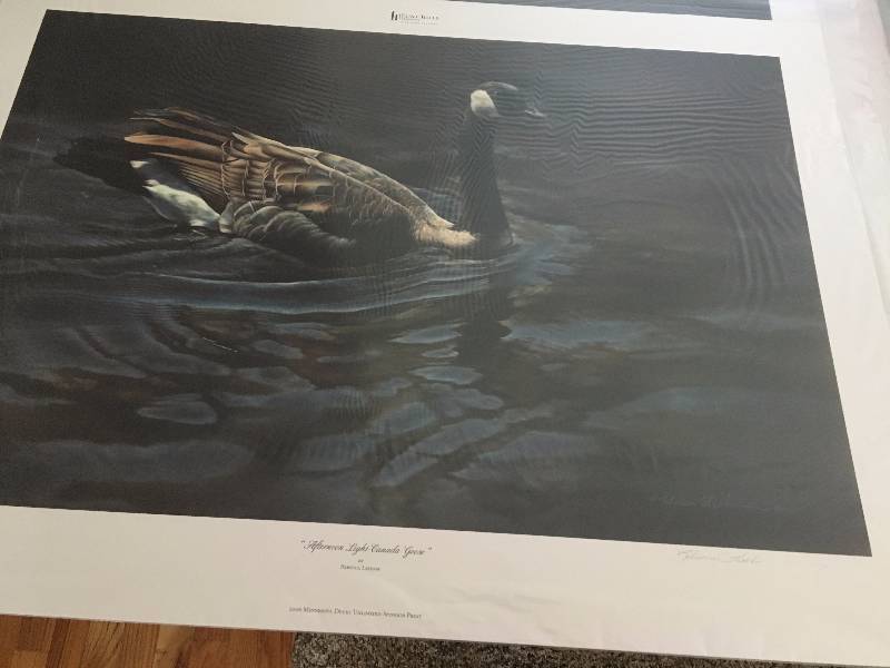 Afternoon Light Canada Goose Print by Rebecca Latham Print