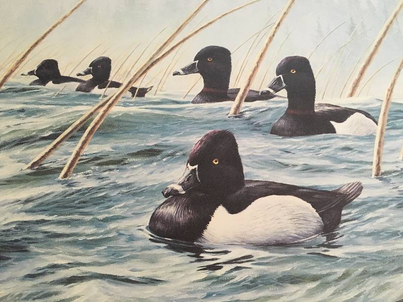 Marsh Mist Ring-Necked Ducks Van Gilder Print