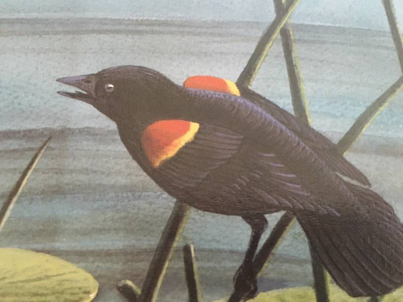 Bye Bye Blackbird by Les C. Kouba 7792000 Print