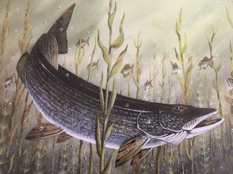 Northern Feedin on Perch by Les C. Kouba Print