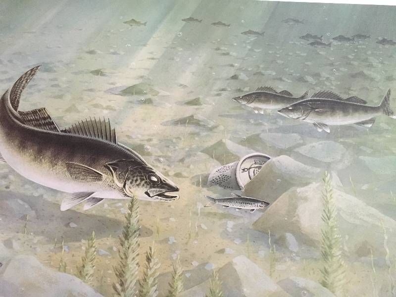 Walleyes Feeding on the Flats by Les C. Kouba Print