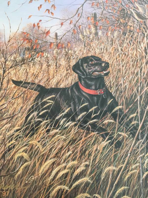 The Wild Side Print Black Jack Ring Necked Pheasants 1997 by James A. Meger