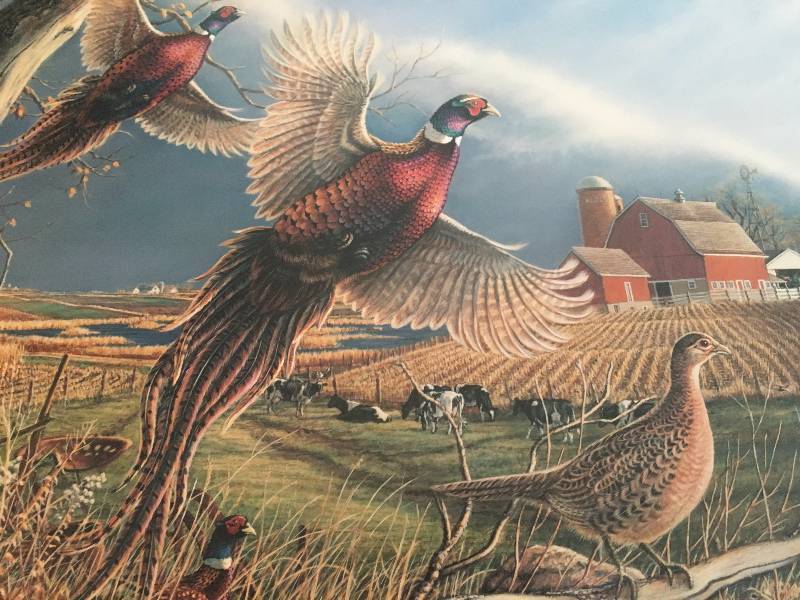 The Wild Side Print The Front Ringnecked Pheasants by James A. Meger