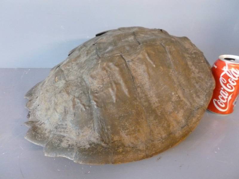 lot 166 image: Snapping Turtle Shell