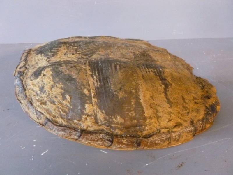 lot 167 image: Snapping Turtle Shell