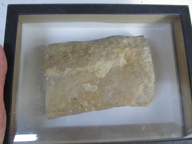 lot 154 image: Authentic STIGMARIA Root Fossil