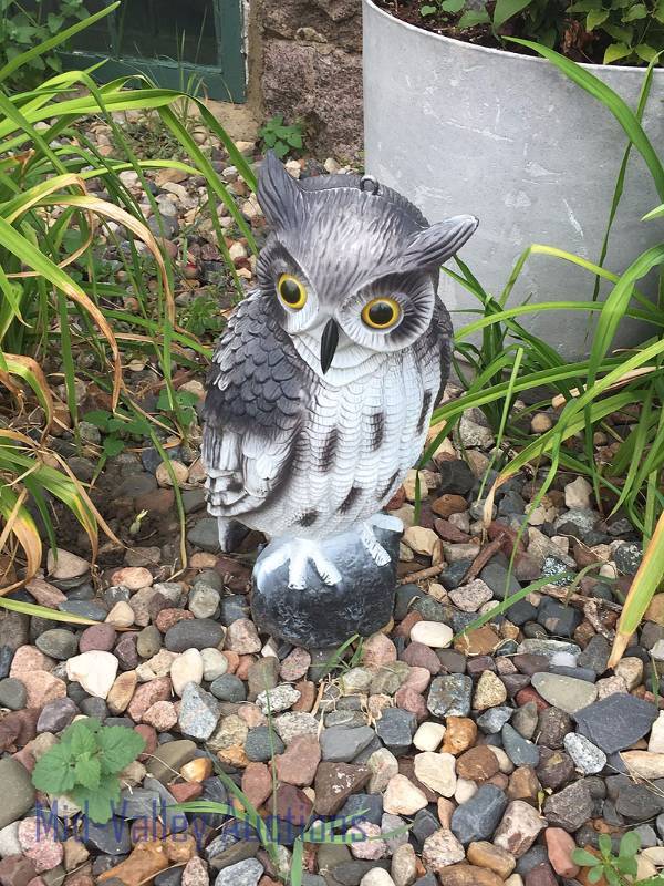 Owl