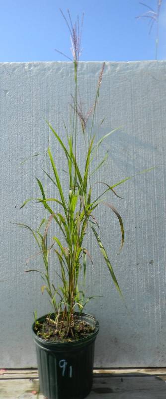2 gallon Miscanthus, Maiden Grass