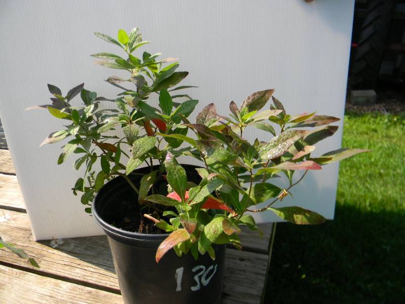 1.5 gallon Missouri Primrose