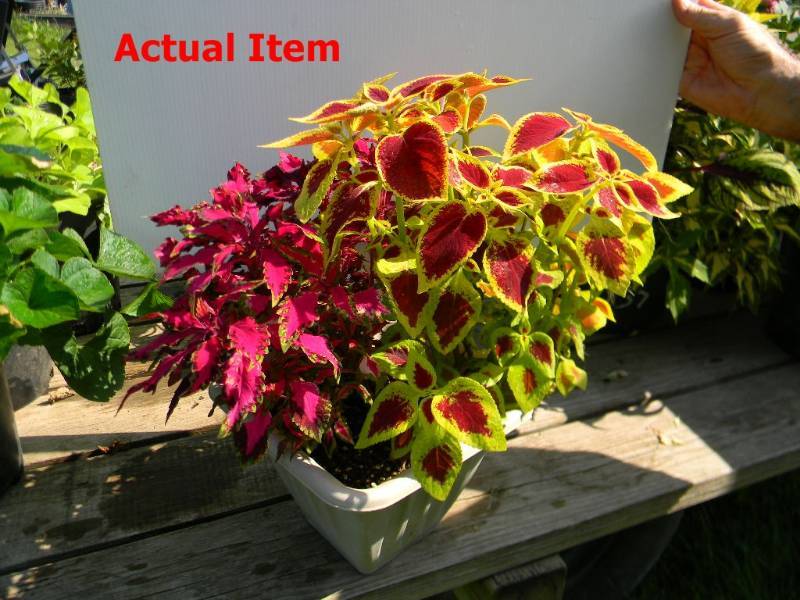 1 gallon Mixed Coleus Planter