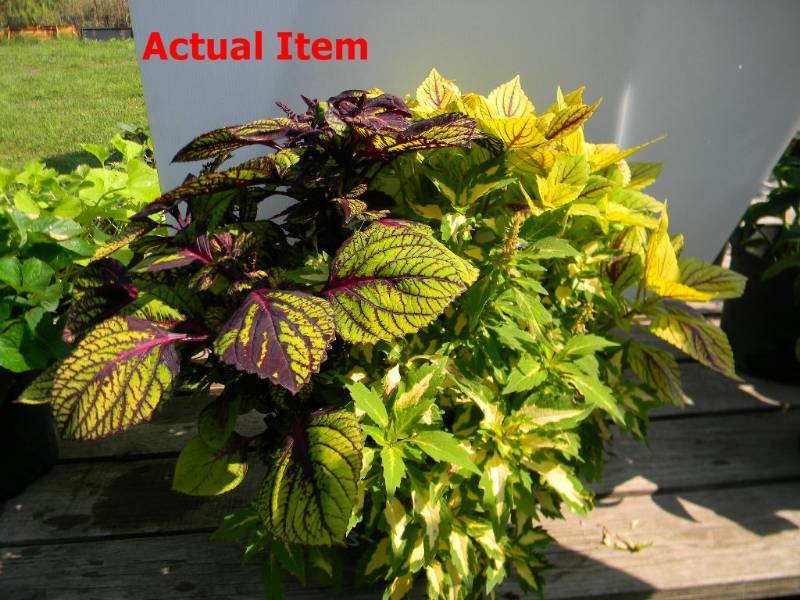 2 gallon Mixed Coleus Planter