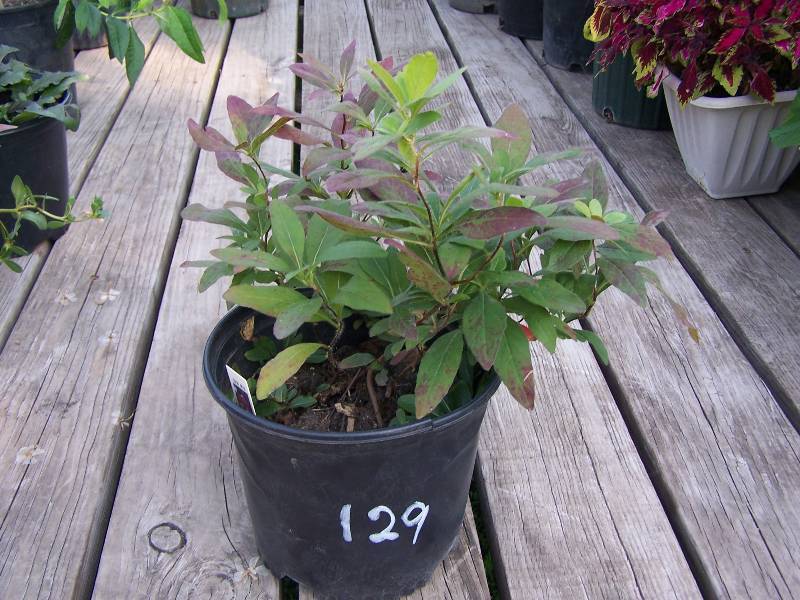 1.5 gallon Missouri Primrose