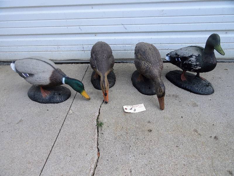 Field Mallards