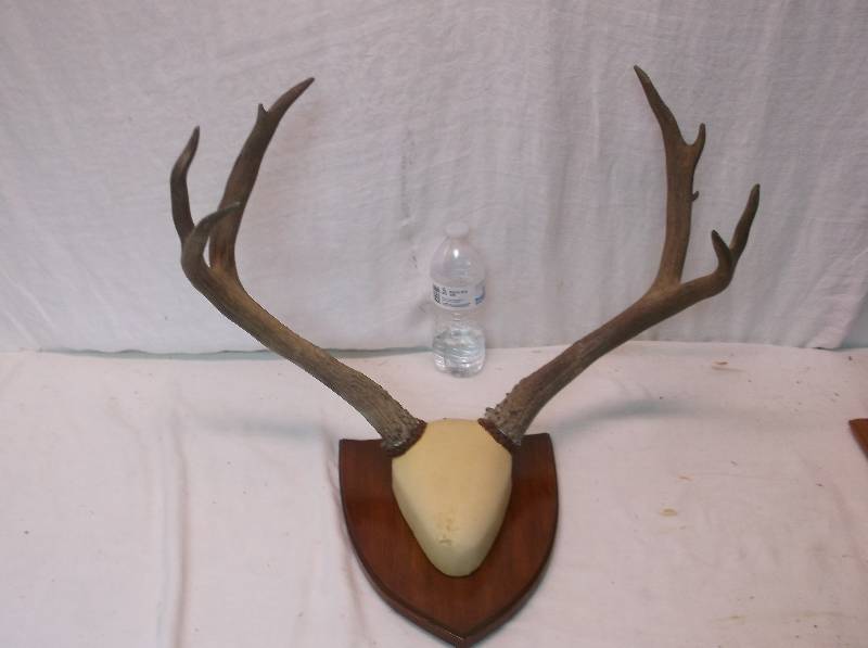 Deer Rack