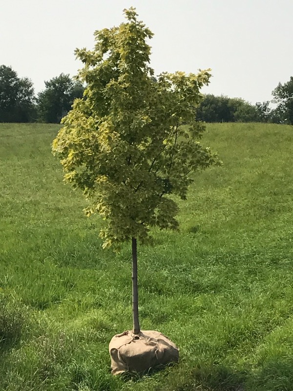 Variegated Maple Tree