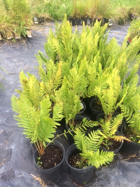 lot 140 image: Cinnamon Fern, (20) 1 Gallon Contai...