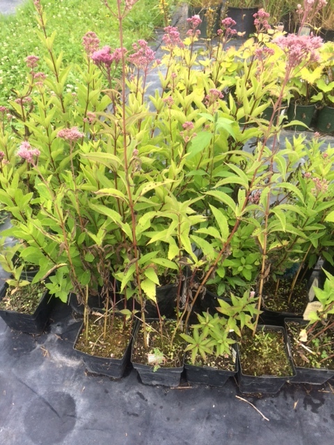 lot 142 image: Joe Pye Weed, (11) 1 Gallon Contain...