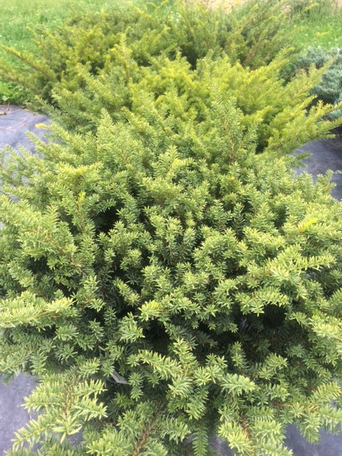 lot 137 image: Taunton Yew, (6) 7 Gallon Container...