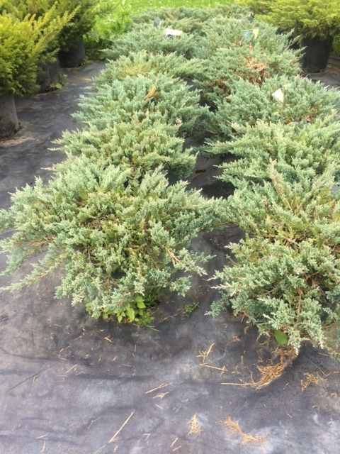 lot 143 image: Blue Chip Juniper, (14) 5 Gallon Co...