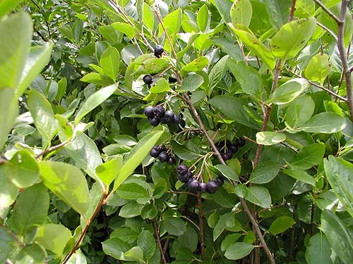 lot 136 image: Glossy Black Chokeberry, (49) 5 Gal...