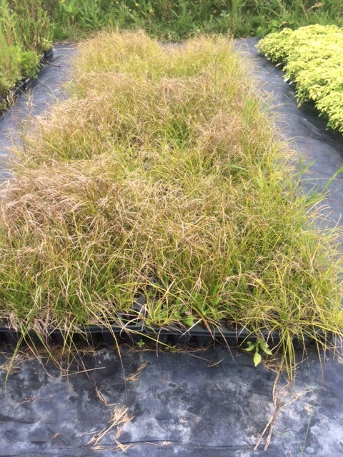 lot 139 image: Prairie Dropseed Grass, (14) Trays ...
