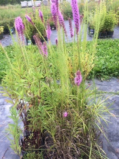 lot 141 image: Blazing Star Liatris, (16) 1 Gallon...