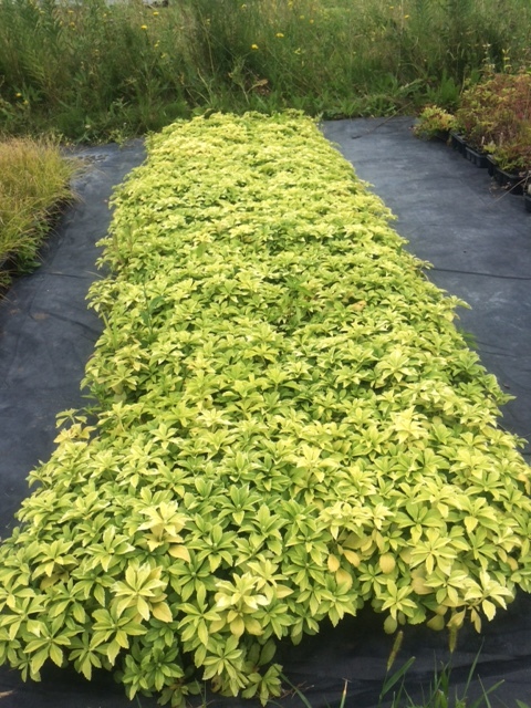 lot 138 image: Japanese Spurge AKA Pachysandra, (3...