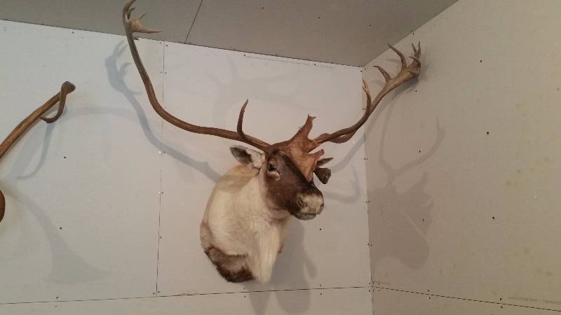 lot 112 image: Large Caribou Mount