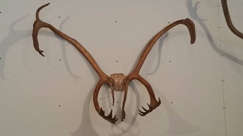 lot 113 image: Large Caribou Antler Rack