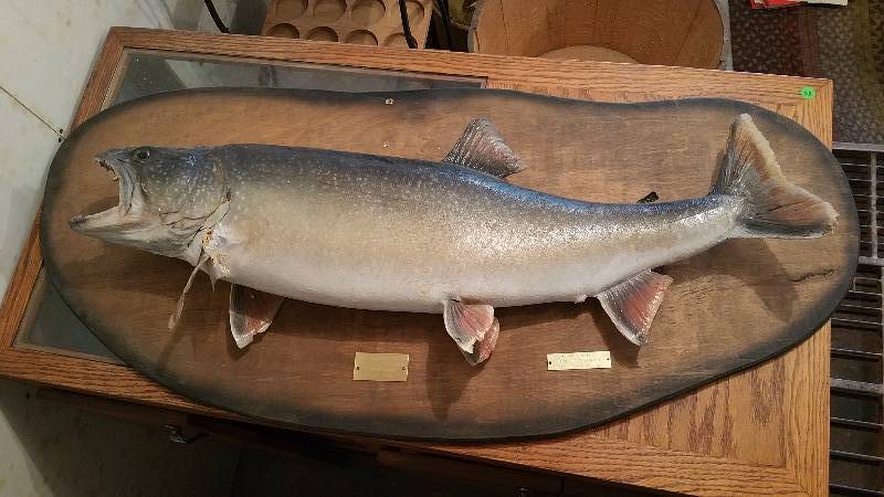 lot 114 image: Vintage Brown Trout Taxidermy