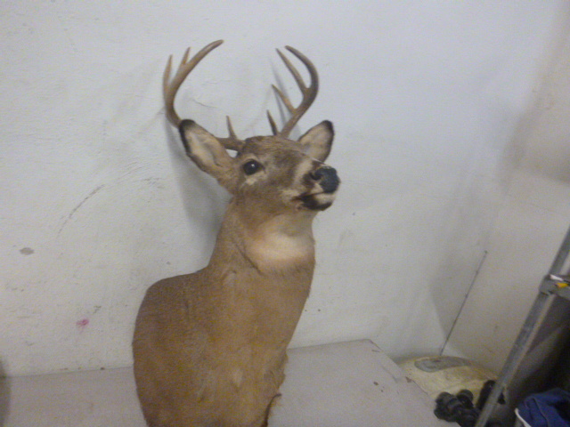 lot 154 image: Shoulder Mount Deer