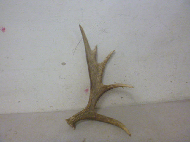 lot 157 image: 5 Point Antler