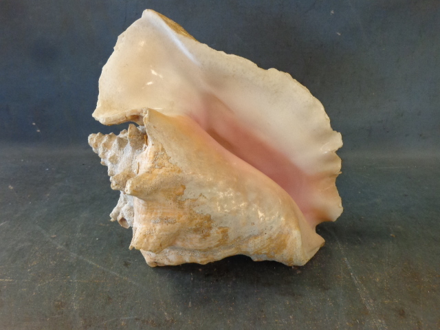 lot 71 image: Conch Shell