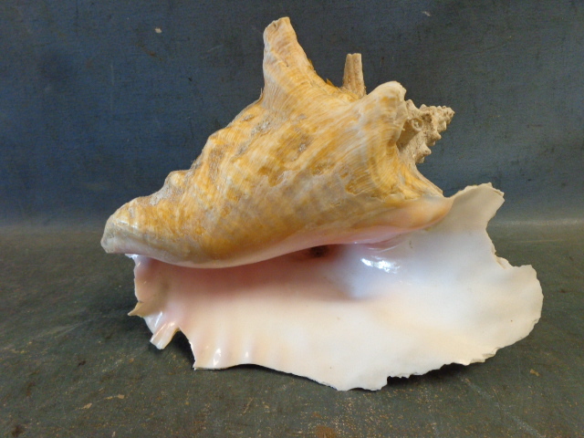 lot 158 image: Conch Shell