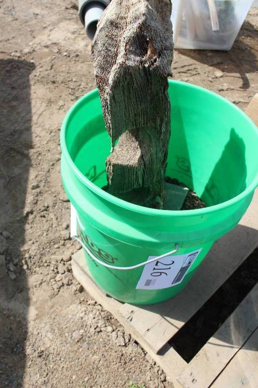 lot 216 image: Bucket of Fish Tank Gravel, Large RockTree