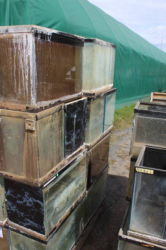 lot 195 image: Lot of (6) 20-Gallon Fish Tanks