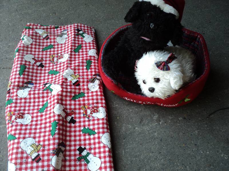 lot 174 image: christmas puppies and christmas mat...
